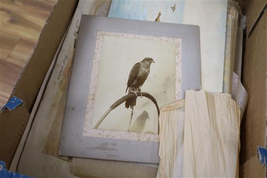 A collection of ornithological watercolours, by F.E. Genlloyd, largest 33 x 50cm